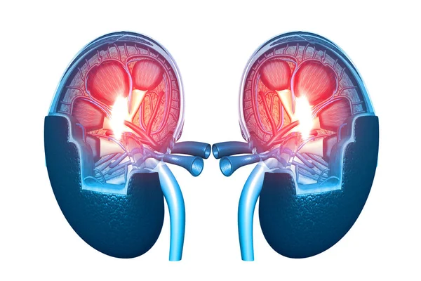 신장의 횡단면 렌더링 — 스톡 사진