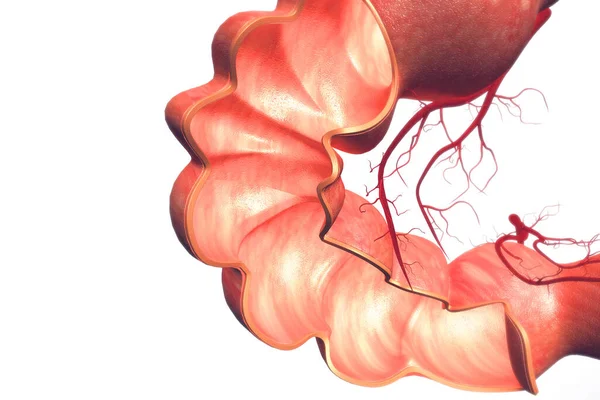 Kolon3D Canlandırma Anatomisi — Stok fotoğraf