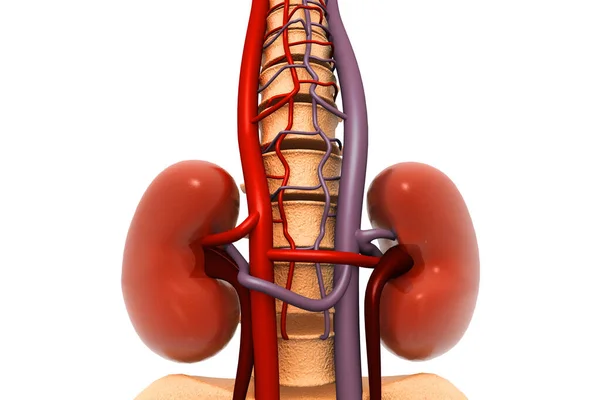 Человеческая Почка Рендеринг — стоковое фото