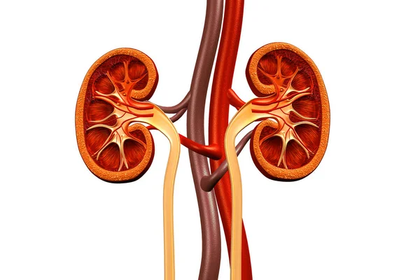 신장의 횡단면 렌더링 — 스톡 사진