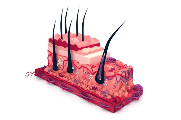 Människans Hudanatomi Återgivning — Stockfoto