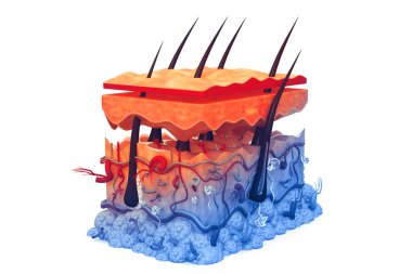 Beyaz arkaplanda insan derisi anatomisi