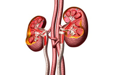 İnsan böbreği kesiti 3D oluşturucu