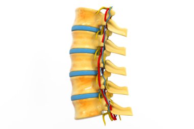 İnsan spine.3d illüstrasyonu