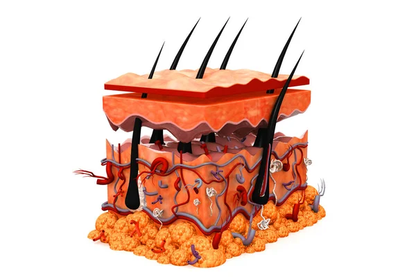 Anatomía Piel Humana Sobre Fondo Blanco —  Fotos de Stock