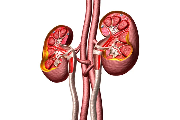 신장의 횡단면 렌더링 — 스톡 사진