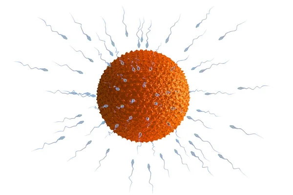 Спермы Яйцеклетки Cell Рендеринга — стоковое фото