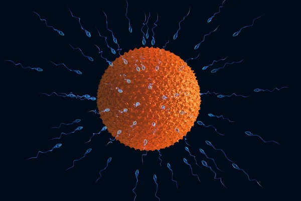 Sperm Egg Cell Render — Stock Photo, Image
