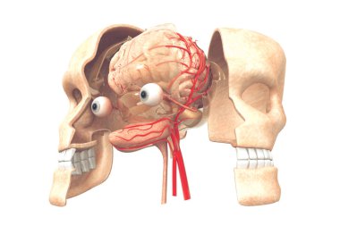 İnsan beyninin anatomisi