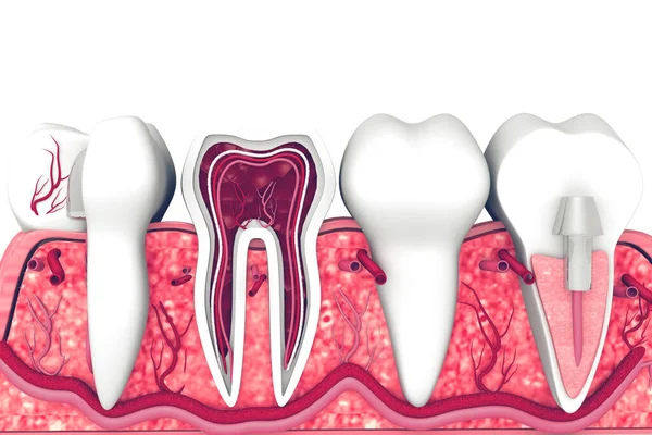 Dente Umano Sezione Trasversale — Foto Stock