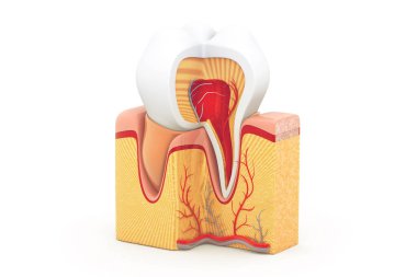 Beyaz arkaplanda diş anatomisi