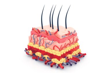 Beyaz arkaplanda insan derisi anatomisi