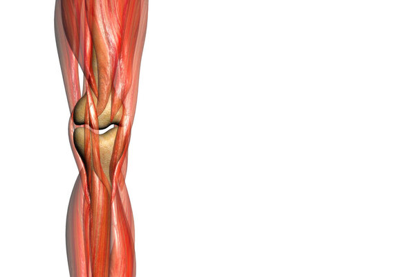 Анатомия ног человека на белом фоне