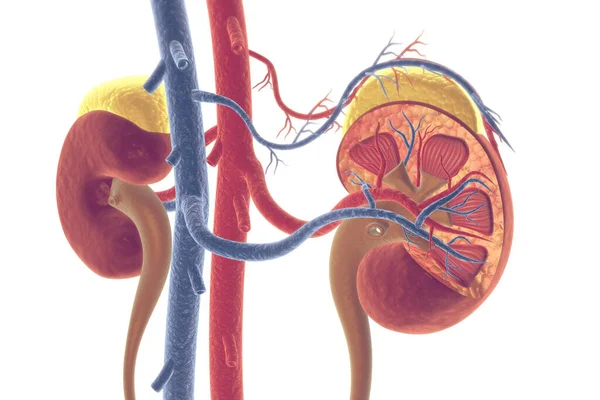 ヒト腎臓断面図 — ストック写真