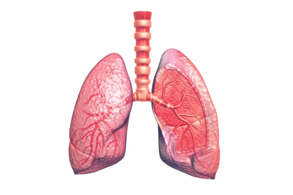 白い背景にヒト肺の解剖学 — ストック写真