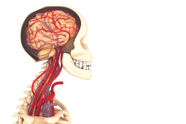 Анатомия Человеческого Мозга — стоковое фото