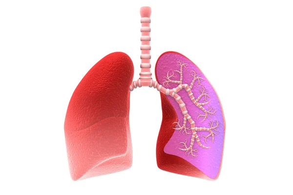 Anatomie Pulmonaire Humaine Sur Fond Blanc — Photo