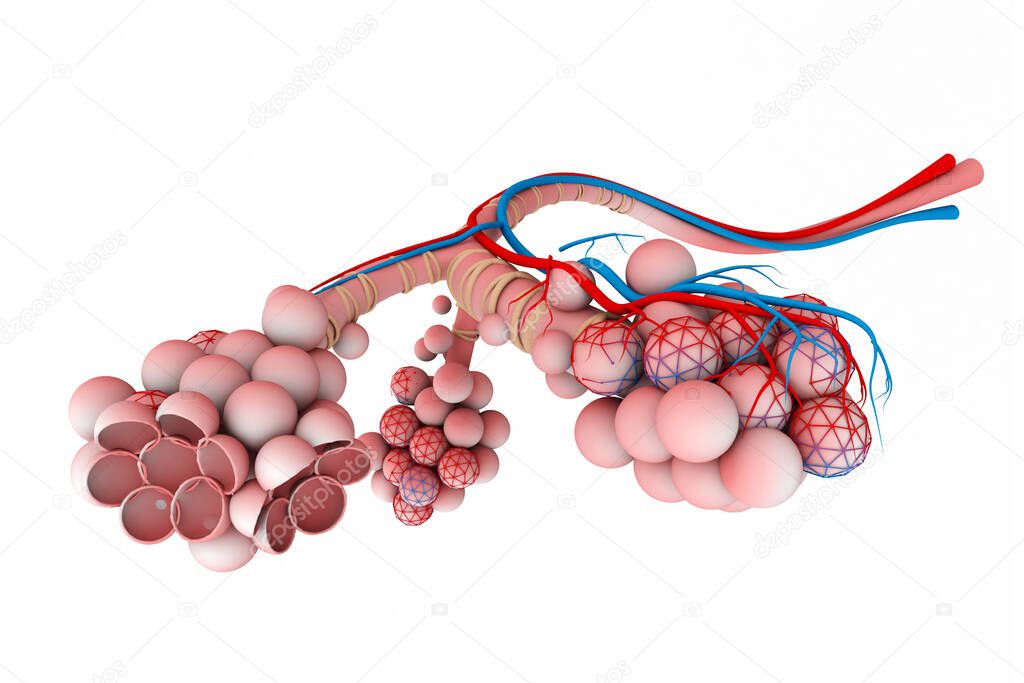 Alveoli in lungs on white background