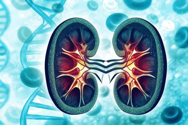 Human Kidney Cross Section Illustration — Stock Photo, Image