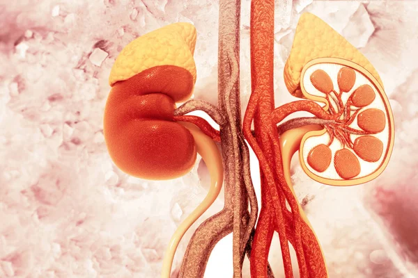 Menschlicher Nierenschnitt Auf Wissenschaftlichem Hintergrund Illustration — Stockfoto