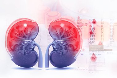 Human kidney cross section on scientific background. 3d illustration clipart