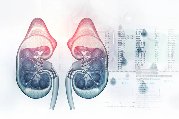 Human Kidney Cross Section Scientific Background Illustration — Stock Photo, Image