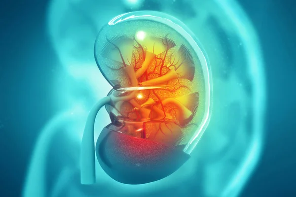 科学的背景におけるヒト腎臓断面 3Dイラスト — ストック写真