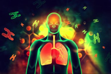Human Respiratory System.3d digital illustration clipart