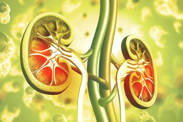 Human Kidney Cross Section Scientific Background Illustration — Stock Photo, Image