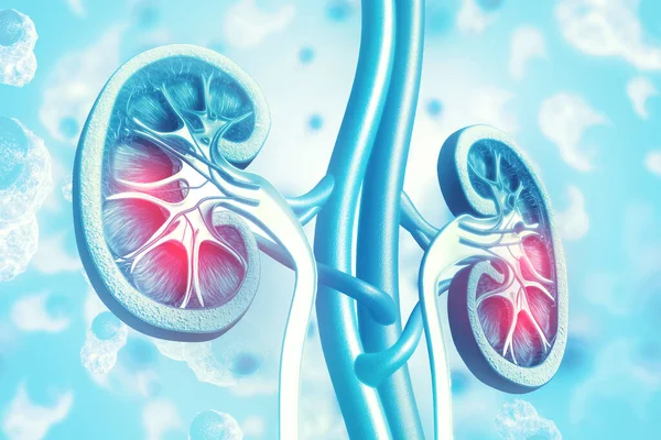 Human Kidney Cross Section Scientific Background Illustration — Stock Photo, Image