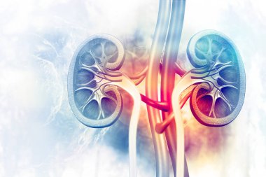 Bilimsel arka planda insan böbreği kesiti. 3d illüstrasyon