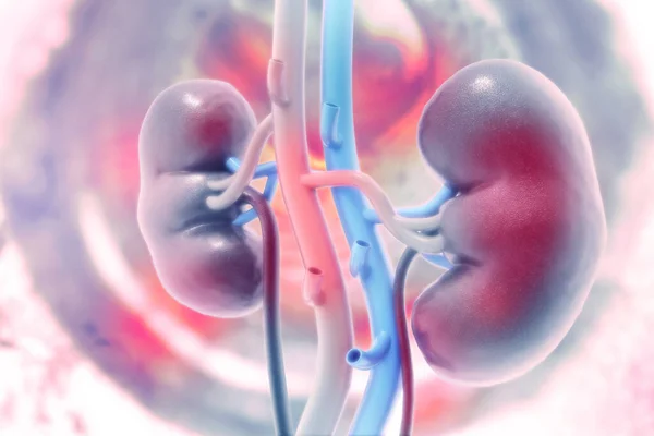 Human Kidney Scientific Background Illustration — Stock Photo, Image