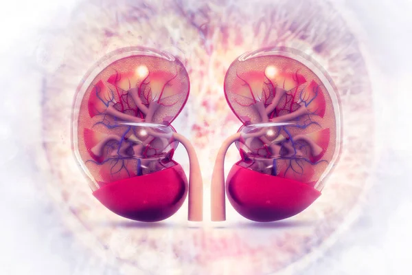 Human Kidney Cross Section Scientific Background Illustration — Stock Photo, Image