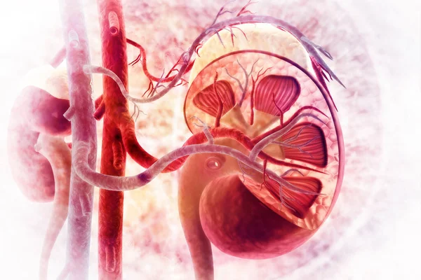 Human Kidney Cross Section Scientific Background Illustration — Stock Photo, Image