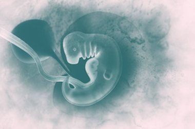 Human fetus on scientific background. 3d illustration clipart