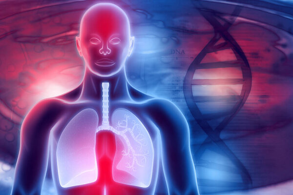 Человеческая дыхательная система. 3D цифровая иллюстрация