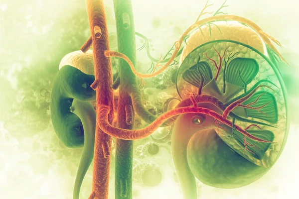 Human Kidney Cross Section Scientific Background Illustration — Stock Photo, Image