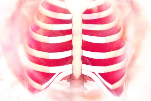 Ludzkie Płuca Tle Naukowym Ilustracja — Zdjęcie stockowe