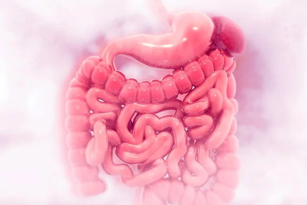 Sistema Digestivo Humano Base Científica Ilustración — Foto de Stock