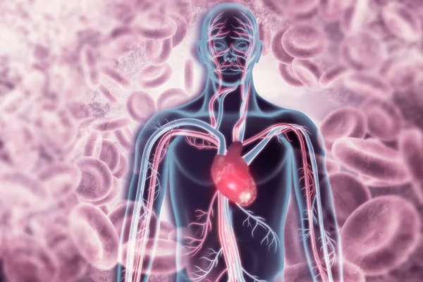 Людське Тіло Система Кровообігу Ілюстрація — стокове фото