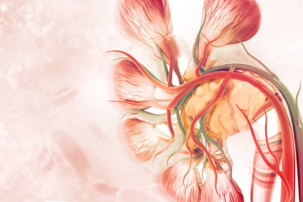 Menschlicher Nierenschnitt Auf Wissenschaftlichem Hintergrund Illustration — Stockfoto