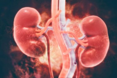 Bilimsel arka planda insan böbreği. 3d illüstrasyon