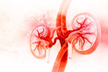 İnsan böbreği kesiti. 3d illüstrasyon