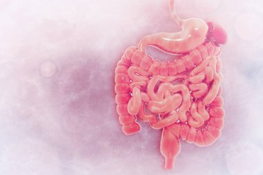 Bilimsel arka planda insan sindirim sistemi. 3d illüstrasyon