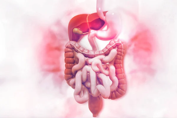 Système Digestif Humain Sur Fond Scientifique Illustration — Photo