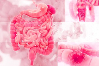Bilimsel arka planda insan sindirim sistemi. 3d illüstrasyon