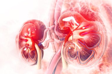 Bilimsel arka planda insan böbreği kesiti. 3d illüstrasyon