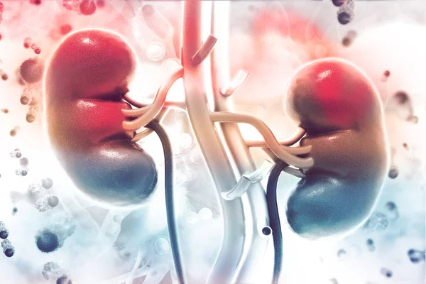 Menschliche Niere Auf Wissenschaftlichem Hintergrund Illustration — Stockfoto