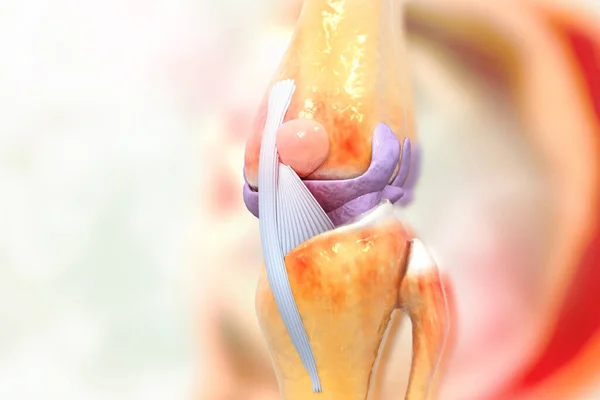 人間の膝関節の解剖学 3Dイラスト — ストック写真