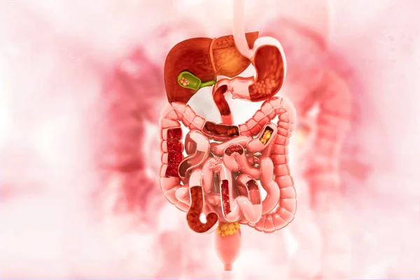 Sistema Digestivo Humano Base Científica Ilustración — Foto de Stock